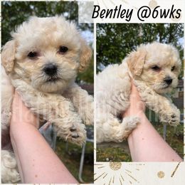 Bentley - Cream male Havanese puppy in Kansas City, Missouri from Happy Havi Tails