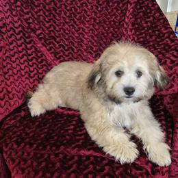 Companion Cross Puppies from Marcia Hamlet