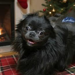 Blue Bear - Blue male Chihuahua puppy in Alaska from Snowy Mountains Chihuahua