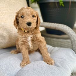 Flores - Red  female Goldendoodle puppy in Charles Town, West Virginia from Locust Hill Goldendoodles