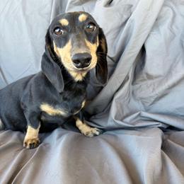 Barbie - Dachshund