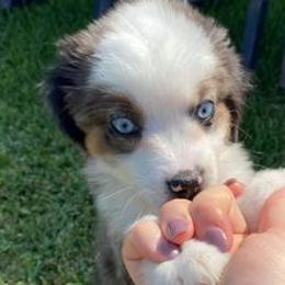 Miniature Australian Shepherds from WiggleButt Aussies