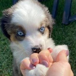 Miniature Australian Shepherds from WiggleButt Aussies