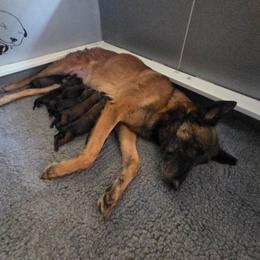 Sneezy - Fawn male Belgian Malinois puppy in Signal Mountain, Tennessee from Torgun Police Dogs