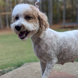 Goldendoodles from Country Walk Doodles