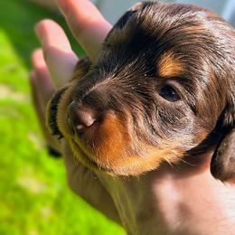 Ms.Willow - Chocolate and tan female Dachshund puppy in Jackson, Tennessee from BlackPine Kennels