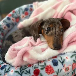 Evee May - Dapple female Dachshund puppy in Phoenix, Arizona from Doxie Delights