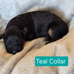 Teal Collar - Black and red female German Shepherd puppy in Sumner, Iowa from Vom Wilke Kennels