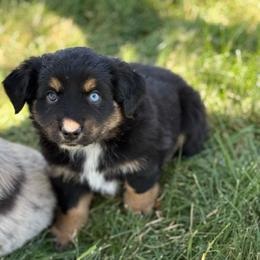 Double chocolate - Black tri female Miniature Australian Shepherd puppy in Medical Lake, Washington from MAS Gone Rogue