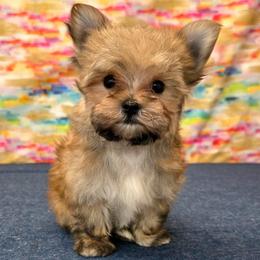 Alfie SMALL - Gold male Morkie puppy in Monticello, Iowa from Ashley’s Puppies