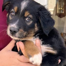 Boy 3 - Black tri male Miniature Australian Shepherd puppy in Mountain Home, Idaho from Jessie's Miniature Australian Shepherds