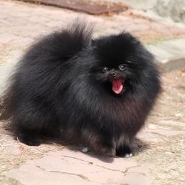 Kiki - Black female Pomeranian puppy in Las Vegas, Nevada from Velvet-Paws Pomeranians