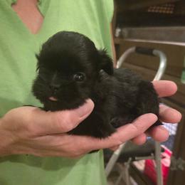 Itty bitty girl - Black female Shih Tzu puppy in Missouri from Anna's Babies in the Midwest