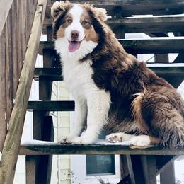 Scarlett - Australian Shepherd