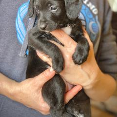 Aussiedoodle and Leopardoodle Puppies from A Puppy Crush