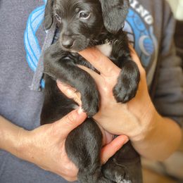 Aussiedoodle and Leopardoodle Puppies from A Puppy Crush