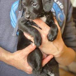 Aussiedoodle and Leopardoodle Puppies from A Puppy Crush