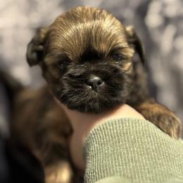 Red boy - Red male Shih Tzu puppy in Sharon, Pennsylvania from Keystone Danes and Shih tzus