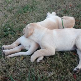 Labrador Retriever Puppies from Taylor Maid Labradors