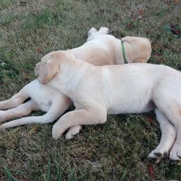 Labrador Retriever Puppies from Taylor Maid Labradors