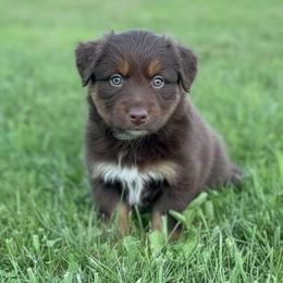 Brynlee - Red tri-color female Australian Shepherd puppy in Nicholasville, Kentucky from Sugar Creek Aussies