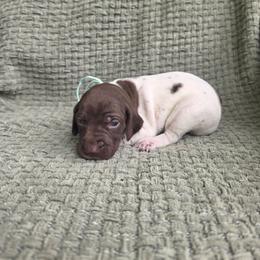 Mint Boy - Liver and white male German Shorthaired Pointer puppy in Nampa, Idaho from Heart Mountain Cavaliers & Floating Feathers Kennel
