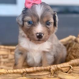 Coral - Blue merle female Miniature Australian Shepherd puppy in 32046, Florida from River Hill Ranch
