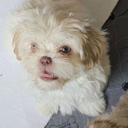Snow - White male Shih Tzu puppy in Victorville, California from RUMBLE n TUMBLE