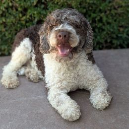 Crumble - Lagotto Romagnolo