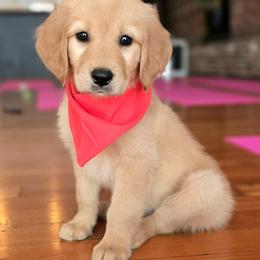 Goldendoodle, Golden Retriever, and Poodle Puppies from Oregon's Oodles of poodles & doodles