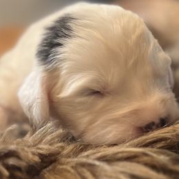 Girl 1 - Gray and white Old English Sheepdog puppy in Syracuse, Indiana from Ridgeruns OES