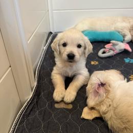 Pokey - Light golden female Golden Retriever puppy in Lehigh Acres, Florida from Puppy Love