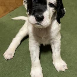 Cole - Blue belton and tan (tri-color) male English Setter puppy in Windham, Connecticut from McFella’s Gun Dogs