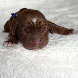 Blue - Red male Australian Labradoodle puppy in Auburn, Washington from West Valley Labradoodles
