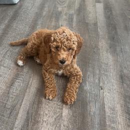 Cockapoo puppies from MyKy Puppies
