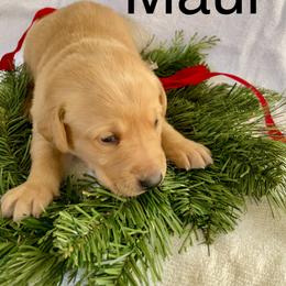 Maui - Yellow male Labrador Retriever puppy in Mineral, Virginia from Canine Assist