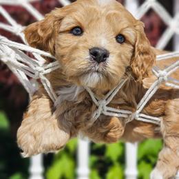 Cavapoo Puppies from WW Cavapoos