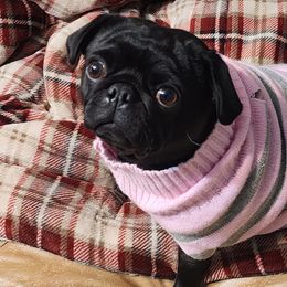 Bunny - Pug
