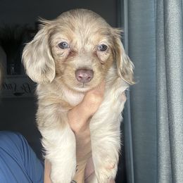 Polly - Dapple female Dachshund puppy in Brandon, Florida from Knights Dachshunds