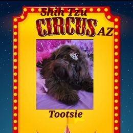 Tootsie  - Shih Tzu