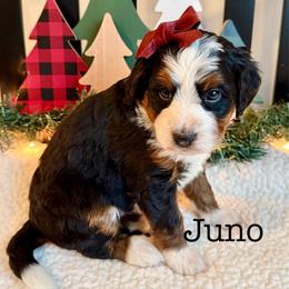 Juno - Tri-color female Bernedoodle puppy in Perrysville, Ohio from Pleasant Valley Bernedoodles