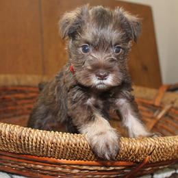 Miniature Schnauzer Puppies from Schnauzers on Robinson Lane