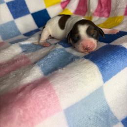 Megan - Piebald female Dachshund puppy in Lake City, Florida from My Ditzy Doxies of Florida