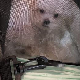 "Zero" Maltese Puppies from Genice’s Small Wonders