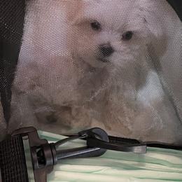 "Zero" Maltese Puppies from Genice’s Small Wonders