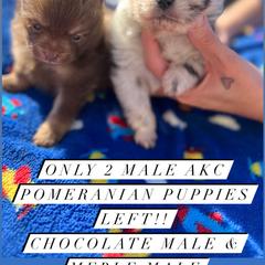 Pomeranian Puppies from My heavenly poms