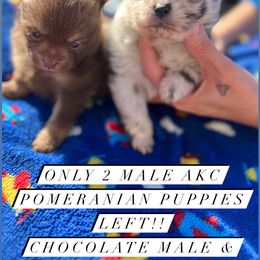Pomeranian Puppies from My heavenly poms