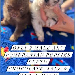 Pomeranian Puppies from My heavenly poms