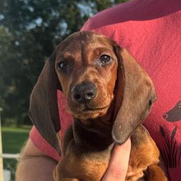 Red Boy 1 - Red male Dachshund puppy in Hickory, Kentucky from NanoDachs