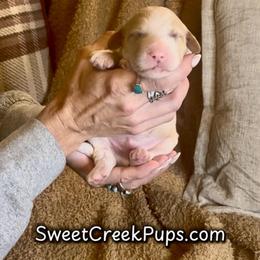 Fawn and White Male - Fawn and white male Sheepadoodle puppy in Cambridge, Ohio from Sweet Creek Pups